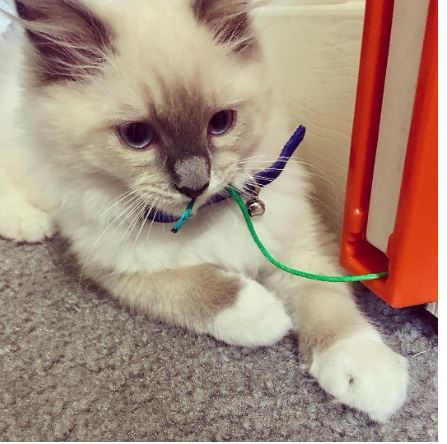 Amazing Fling-Ama-String Cat Toy