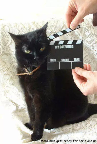 My Cat Video Movie Clapperboard - The Good Cat Company